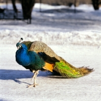 Picture of male indian blue peacock in winter