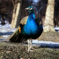 Picture of male indian blue peacock standing in a forest