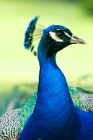 Picture of male indian blue peacock