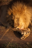 Picture of Male Lion grooming himself on an early morning in Masai Mara