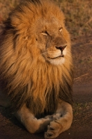 Picture of Male Lion grooming himself on an early morning in Masai Mara