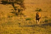 Picture of Male Lion on an early morning in Masai Mara