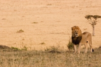 Picture of Male Lion surveying the area on an early morning in Masai Mara