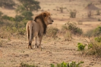 Picture of Male Lion surveying the area on an early morning in Masai Mara