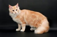 Picture of male Maine Coon cat looking aside, Red Silver Tabby & White