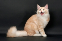 Picture of male Maine Coon cat meowing, Red Silver Tabby & White