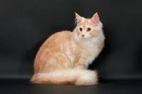 Picture of male Maine Coon cat on grey background, Red Silver Tabby & White