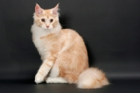 Picture of male Maine Coon cat on grey background, Red Silver Tabby & White