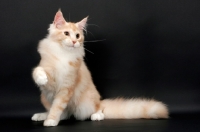 Picture of male Maine Coon cat one leg up, Red Silver Tabby & White