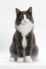 Picture of male Norwegian Forest cat, blue smoke & white