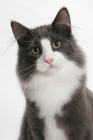 Picture of male Norwegian Forest cat, blue smoke & white, portrait