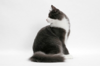 Picture of male Norwegian Forest cat, looking back, blue smoke & white