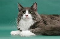 Picture of male Norwegian Forest cat, looking up, blue & white