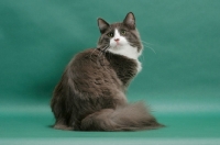 Picture of male Norwegian Forest cat, looking back, blue & white