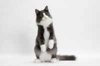 Picture of male Norwegian Forest cat, on hind legs, blue smoke & white