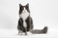 Picture of male Norwegian Forest cat, sitting down, blue smoke & white
