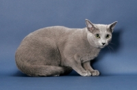Picture of male Russian Blue cat, crouching down