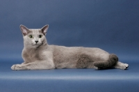 Picture of male Russian Blue cat, lying down