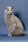 Picture of male Russian Blue cat on blue background