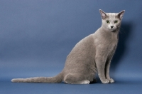 Picture of male Russian Blue cat, sitting down on blue background