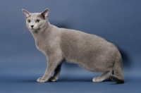 Picture of male Russian Blue cat