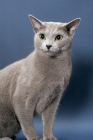 Picture of male Russian Blue cat