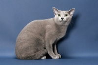 Picture of male Russian Blue cat