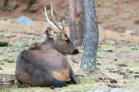 Picture of male Sambar deer in Bhutan