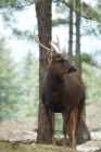 Picture of male Sambar deer with antlers in Bhutan