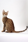 Picture of male Savannah cat on white background, looking up 