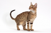 Picture of male Savannah cat on white background, standing 