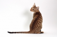 Picture of male Savannah cat on white background, back view 