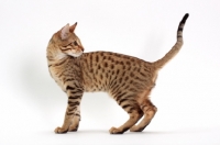 Picture of male Savannah cat on white background, standing 