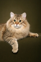 Picture of male Siberian cat