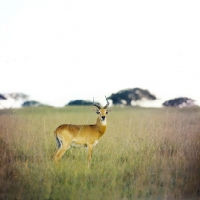 Picture of male uganda kob standing in a dry landscape, queen elizabeth np