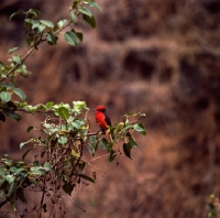 Picture of male vermillion fly catcher in tree on james island, galapagos  islands