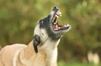 Picture of Malinois barking