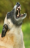 Picture of Malinois barking