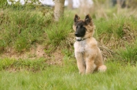 Picture of Malinois (belgian Shepherd dog) puppy