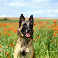 Picture of malinois from sabrefield, head study