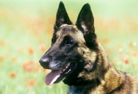 Picture of malinois from sabrefield portrait