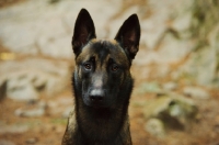 Picture of Malinois front view, head study