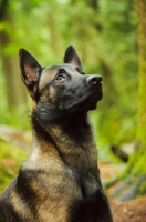 Picture of Malinois head study