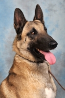 Picture of Malinois head study