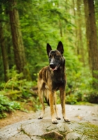 Picture of Malinois in forest