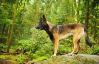 Picture of Malinois in forest