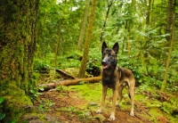 Picture of Malinois in forest