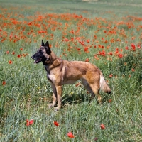 Picture of Malinois in poppy field