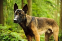 Picture of Malinois in the forest, 11 months old, Mount Seymour