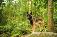 Picture of Malinois in the middle of a forest